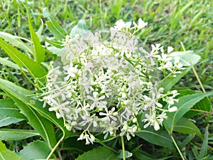 Medicinal neem leaves and flower over green background.