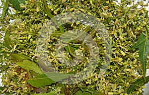 Medicinal neem leaves and flower over white background