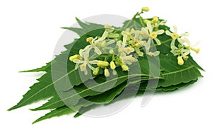 Medicinal neem leaves and flower