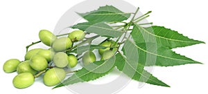 Medicinal neem leaves with fruits