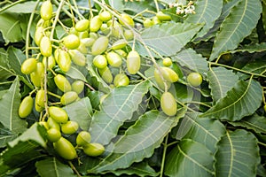 Medicinal neem leaves with fruits close up