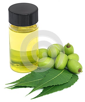 Medicinal neem leaves and fruits with essential oil