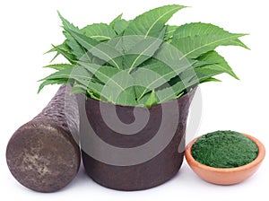 Medicinal neem leaves with ground paste