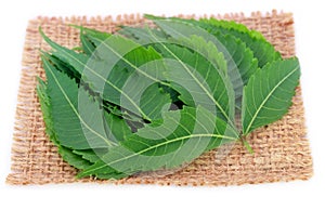 Medicinal neem leaves on a sack