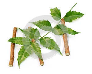 Medicinal neem leaves with twigs