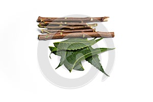 Medicinal Neem leaves and twigs isolated on white background.