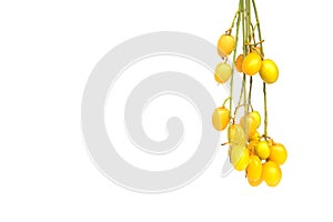 Medicinal neem seed fruits with twigs white background