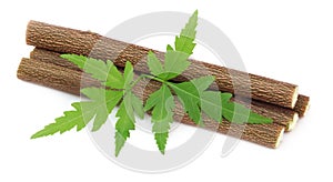 Medicinal neem twigs