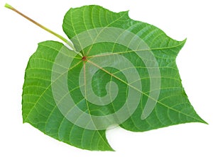 Medicinal Olatkamba leaf photo