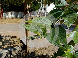 Medicinal parijat tree or Nyctanthes arbor tristis green leaves and flower