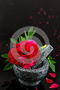 Medicinal peony -Red peony paeoni, latin name Paeoniaceae isolated on a black background photo