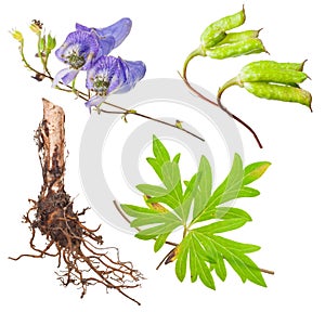 Medicinal plant: Aconite