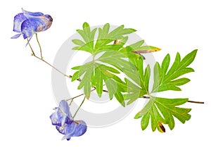 Medicinal plant: Aconite