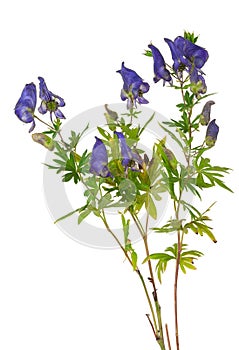 Medicinal plant: Aconite