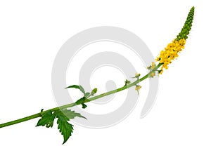Medicinal plant:Agrimonia eupatoria