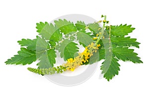 Medicinal plant:Agrimonia eupatoria. Common agrimony