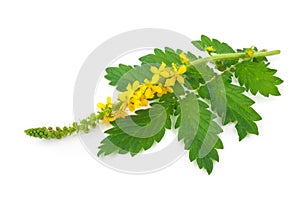 Medicinal plant:Agrimonia eupatoria. Common agrimony