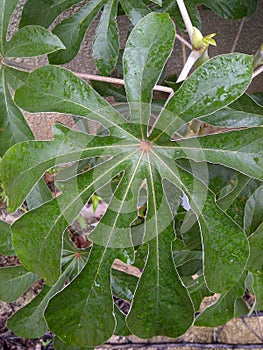 Medicinal plant photo