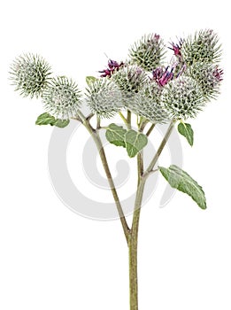 Medicinal plant of Arctium. Burdock flowers on stem with leaves isolated on white background