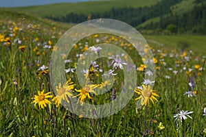 Green mountain meadow with colored mountain flowers as a background or texture.