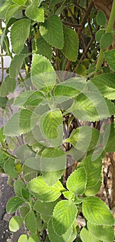 Medicinal Plant Boldo plectranthus barbatus photo