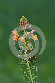 Medicinal plant Bulbine frutescens