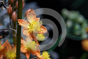 Medicinal plant Bulbine frutescens from South Africa