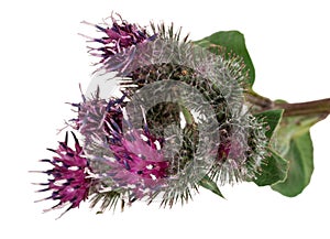 Medicinal plant: Burdock (Arctium lappa )