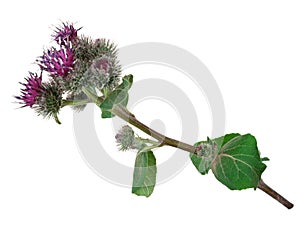 Medicinal plant: Burdock (Arctium lappa ) photo