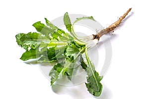 Medicinal plant burdock Arctium lappa on a white background
