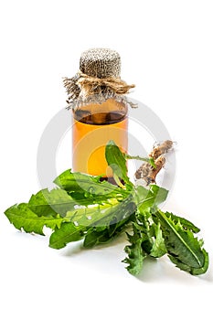 Medicinal plant burdock Arctium lappa on a white background photo