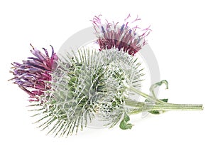 Medicinal plant of burdock isolated on white background. Prickly heads of burdock flowers