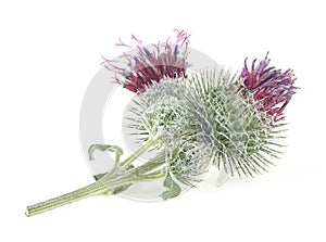 Medicinal plant of burdock isolated on white background. Prickly heads of burdock flowers. Medicinal plant: Arctium