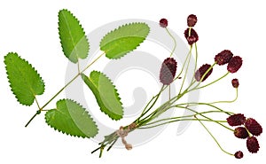 Medicinal plant: Burnet (Sanguisorba officinalis)