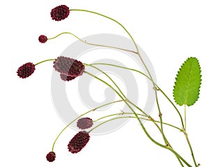 Medicinal plant: Burnet (Sanguisorba officinalis)