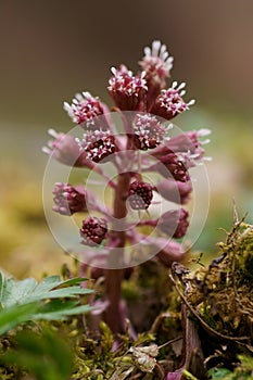 Medicinal plant - Butterbur, Petasites hybridus