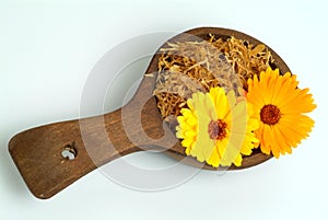 Medicinal plant Calendula officinalis