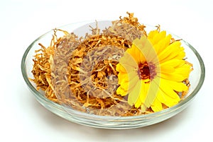 Medicinal plant Calendula officinalis