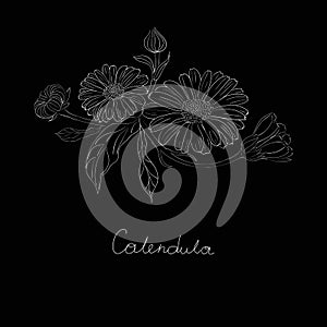 Medicinal plant Calendula officinalis