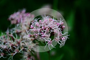 Medicinal plant calf meadow with beautiful flowers