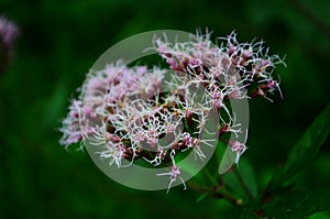 Medicinal plant calf meadow with beautiful flowers