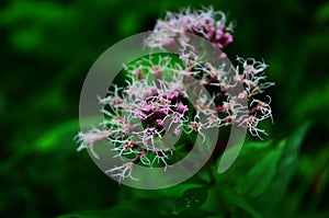 Medicinal plant calf meadow with beautiful flowers