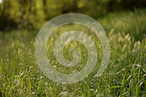 Medicinal plant Capsella bursa-pastoris in spring season. the shepherd`s bag at flowering