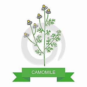 Medicinal plant chamomile officinalis. daisy chain on white background. medicinal herbs