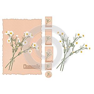 Medicinal plant chamomile vector illustration. Set of chamomilie flower tags on old paper background and without.