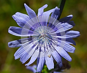 Medicinal plant of chicory