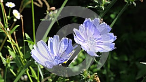 Medicinal plant of chicory.