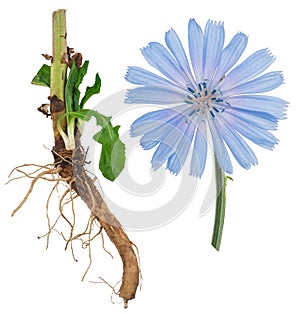 Medicinal plant: Chicory