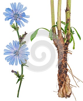 Medicinal plant: Chicory