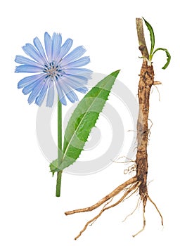 Medicinal plant: Chicory